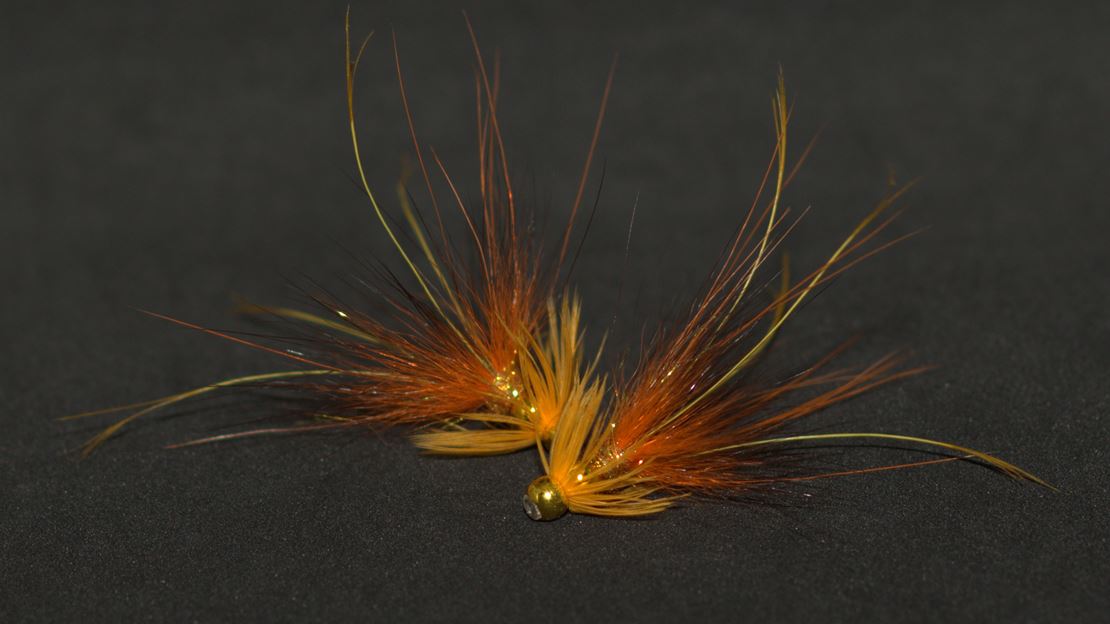 Plug Francis - Ginger.jpg